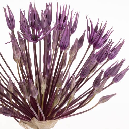 Allium lila Purple Rain 60cm