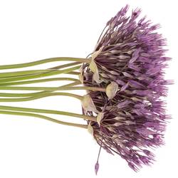 Allium lila Purple Rain 60cm