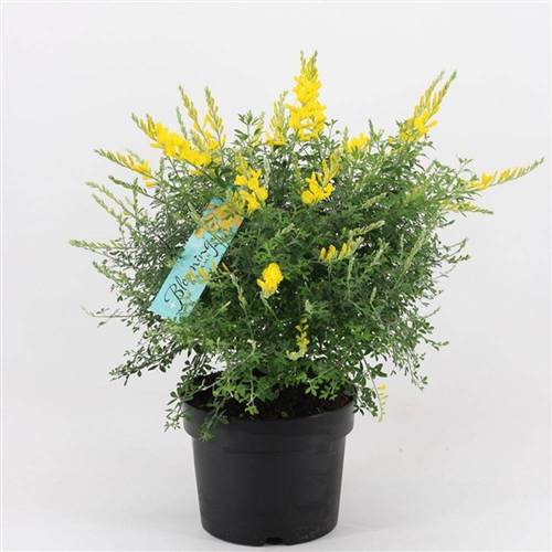 Cytisus gelb Strauch T17 H45