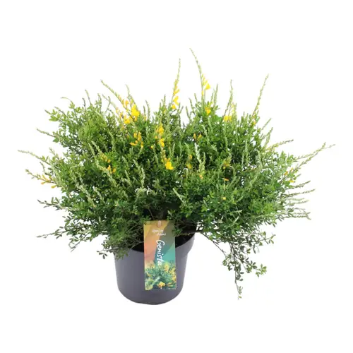 Cytisus gelb Strauch T17 H45