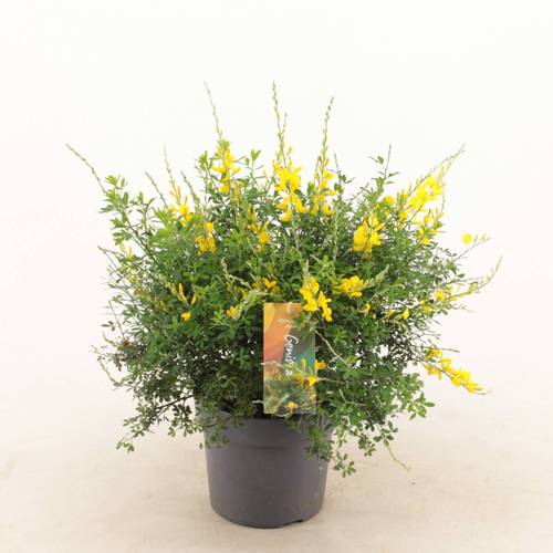 Cytisus gelb Strauch T17 H45