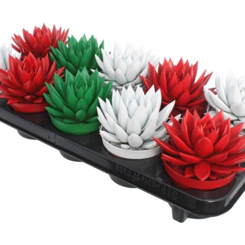 Echeveria miranda Gefärbt mix T10,5 H013