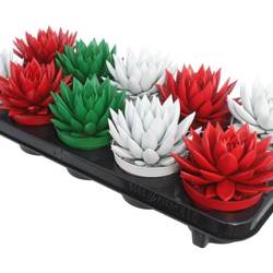 Echeveria miranda Gefärbt mix T10,5 H013