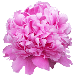 Pfingstrose pink gefüllt Jules 60cm