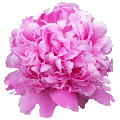 Pfingstrose pink gefüllt Jules 60cm