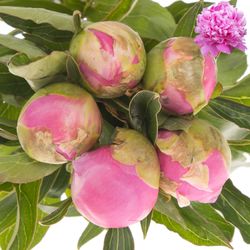 Pfingstrose pink gefüllt Jules 60cm