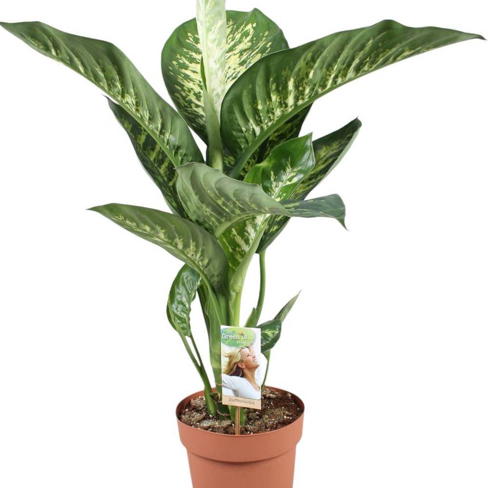 Dieffenbachia Tropic Snow T21 H090