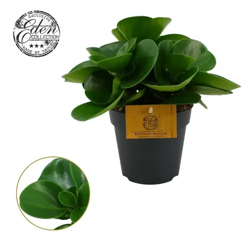 Peperomia Obtusifolia grün T12 H020