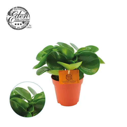 Peperomia Obtusifolia grün T12 H020