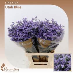 Limonium milka Utah Blue 35 Gramm 70cm