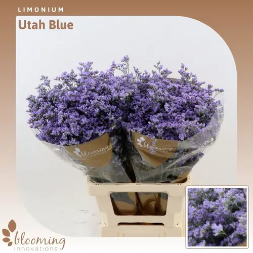 Limonium milka Utah Blue 35 Gramm 70cm