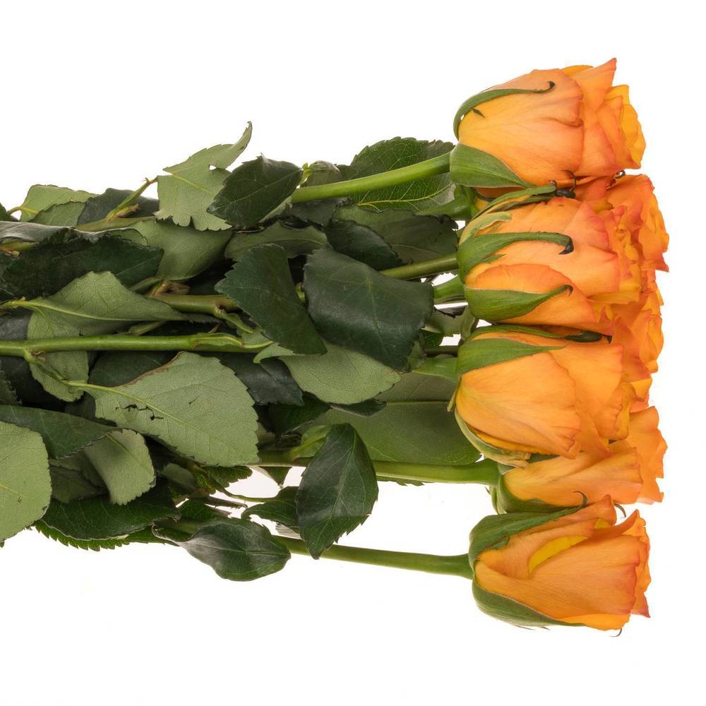 Rose orange Tycoon 35cm