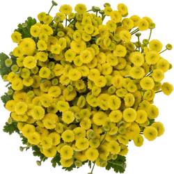 Matrecaria gelb Amazone 70cm