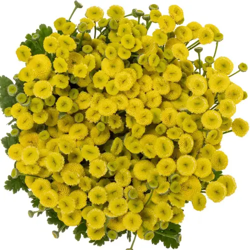 Matrecaria gelb Amazone 70cm