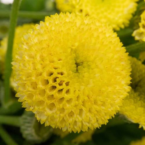 Matrecaria gelb Amazone 70cm