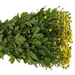 Matrecaria gelb Amazone 70cm