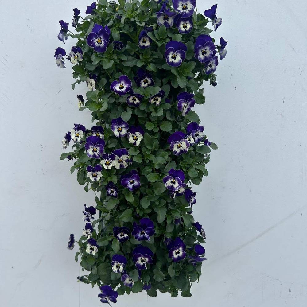 Hornveilchen blau/weiss Wandhänger H050