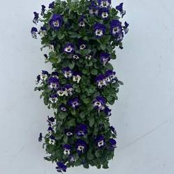 Hornveilchen blau/weiss Wandhänger H050