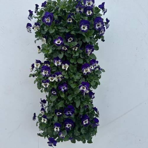 Hornveilchen blau/weiss Wandhänger H050
