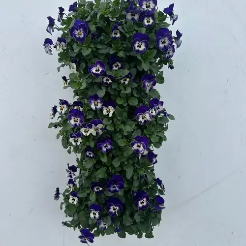 Hornveilchen blau/weiss Wandhänger H050