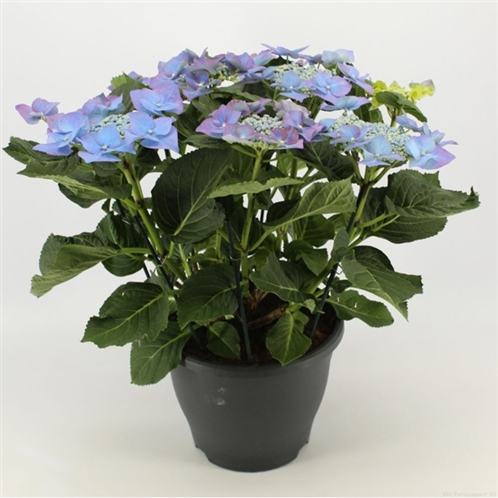 Hortensie Teller blau T23 H50
