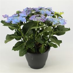 Hortensie Teller blau T23 H50