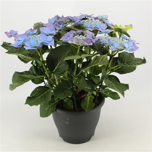 Hortensie Teller blau T23 H50
