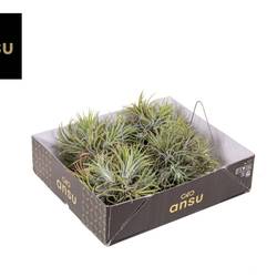 Tillandsia Ionantha Hang Large T15 H015