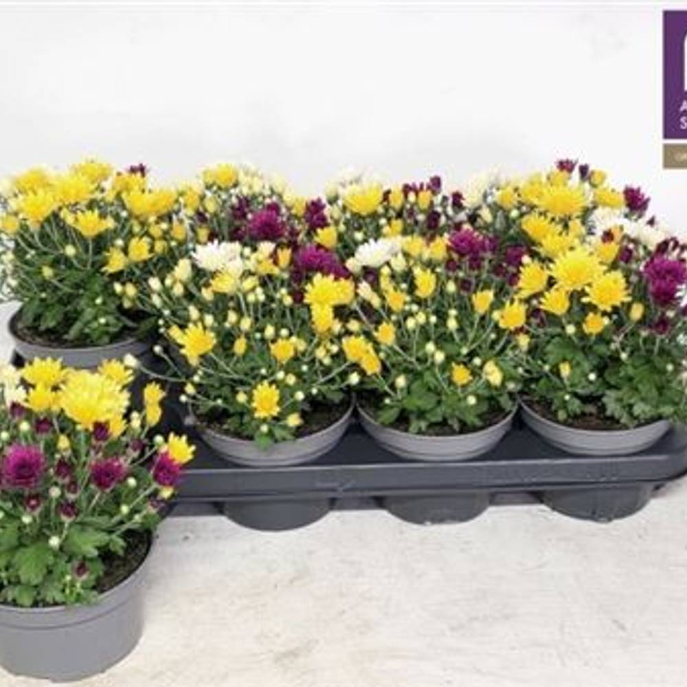Chrysantheme mix Schnapchen Von Uhr T13 H025