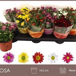 Chrysantheme mix Schnapchen Von Uhr T10,5 H020