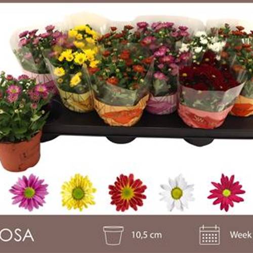 Chrysantheme mix Schnapchen Von Uhr T10,5 H020