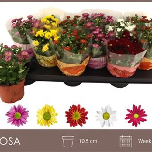 Chrysantheme mix Schnapchen Von Uhr T10,5 H020