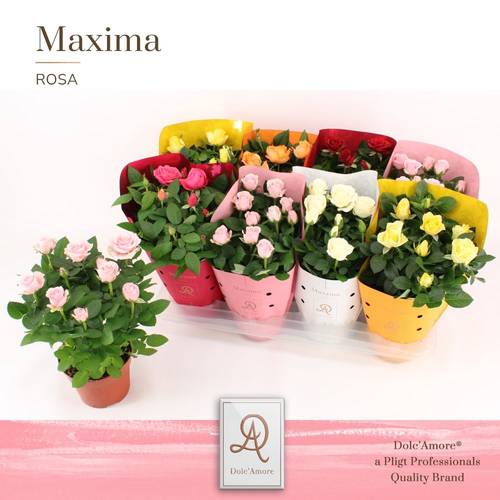 Rosa mix Dolc'Amore T14 H32