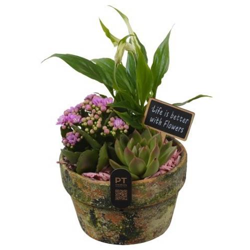 Spath.Arr PTIB5205 T15 H026