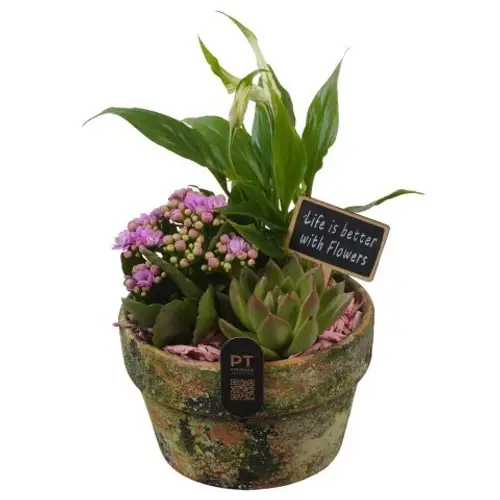 Spath.Arr PTIB5205 T15 H026