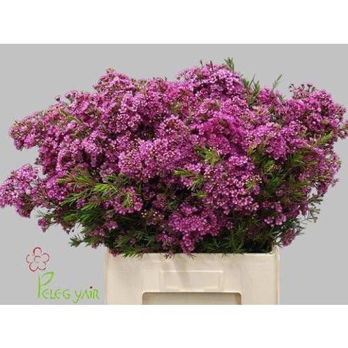 Wachsflower fuchsia Vega Blatt 50 Gramm 70cm