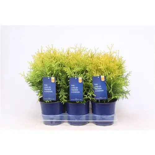 Thuja Occidentalis Golden Globe T15 H040