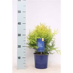 Thuja Occidentalis Golden Globe T15 H040