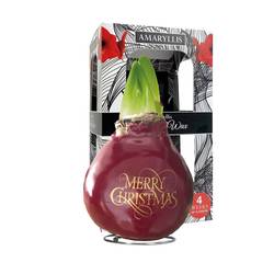 Amar.Bol Wachs Christmas im Giftbox rote Bl. 32cm H022