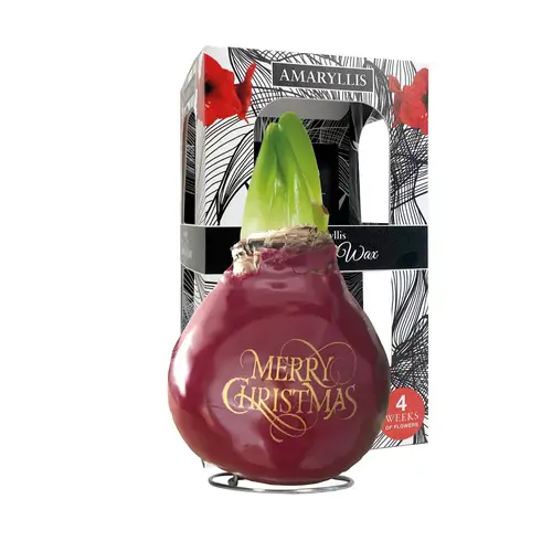 Amar.Bol Wachs Christmas im Giftbox rote Bl. 32cm H022