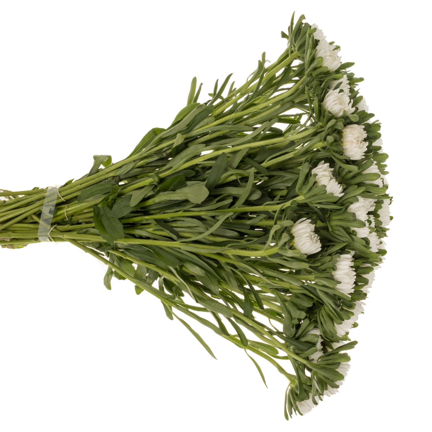 Aster weiss 35cm