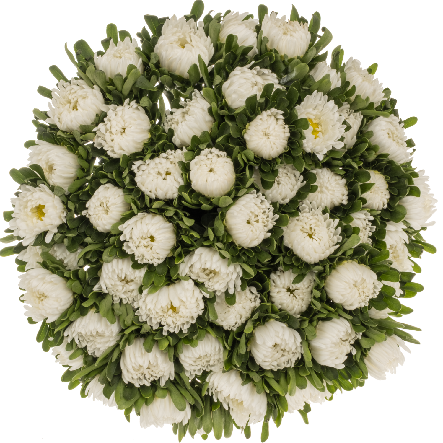 Aster weiss 35cm