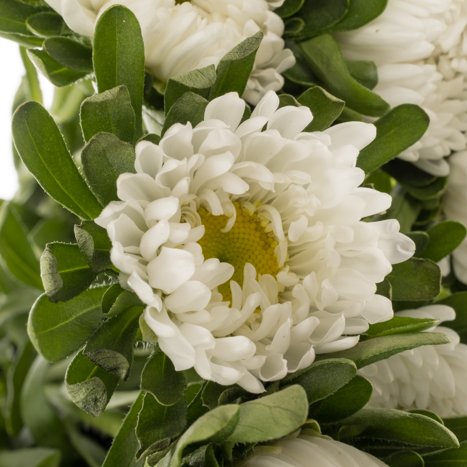 Aster weiss 35cm