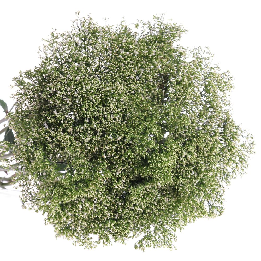 Tragelium weiss Import 70cm