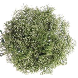 Tragelium weiss Import 70cm