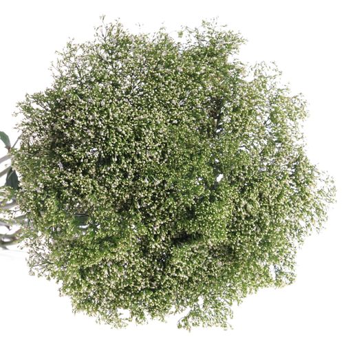 Tragelium weiss Import 70cm