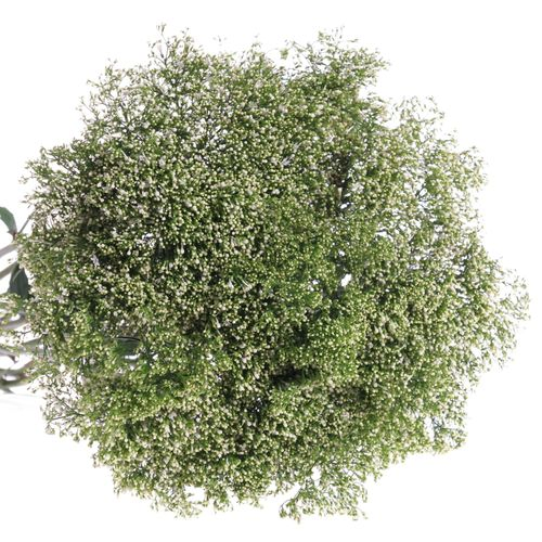 Tragelium weiss Import 70cm