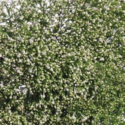Tragelium weiss Import 70cm