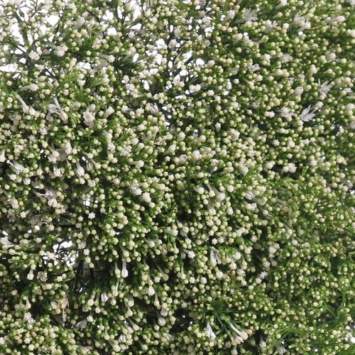 Tragelium weiss Import 70cm
