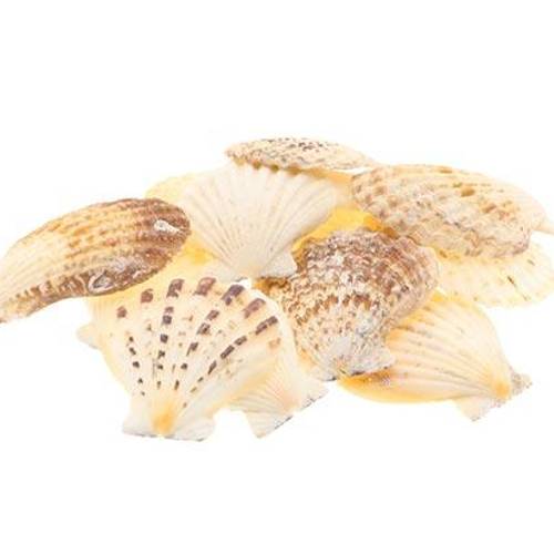 Muschel Compto Radula 1kg 